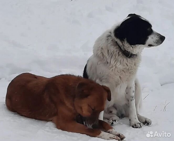 Домашний охранник предан хозяйкой