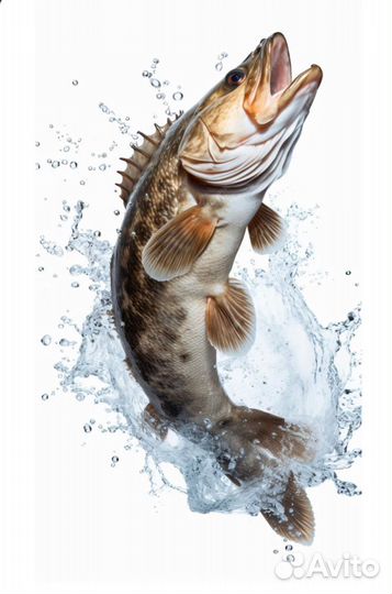 Судак, щука, сиг, толстолоб