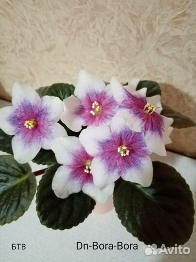 Набор фиалок новинки 2019-2020гг