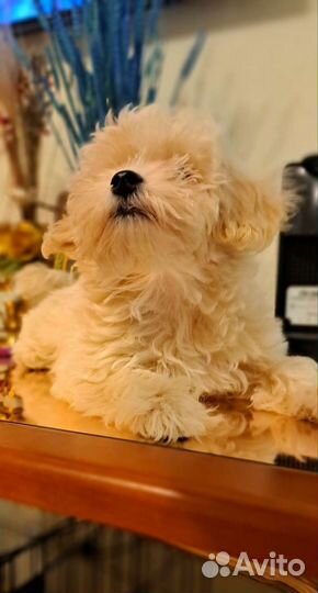 Щенки мальтипу f1 мини