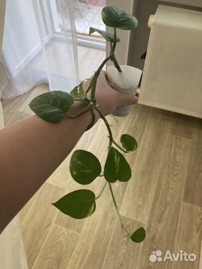 Сциндапсус золотистый (Эпипремнум)