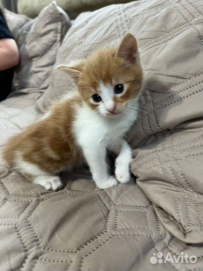 Котята в добрые руки бесплатно мальчики