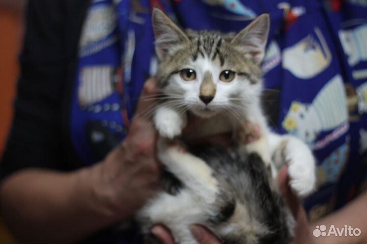 Славные котятки