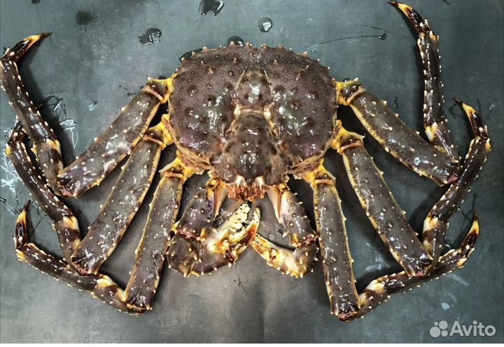 Краб свежий