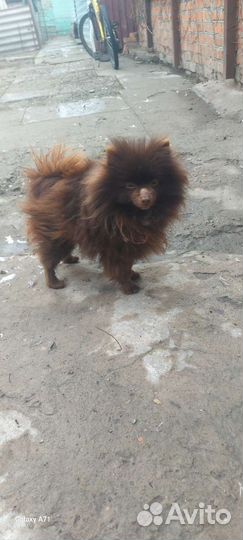 Супер миник