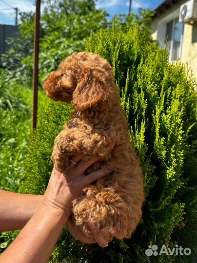 Той-пудель девочка