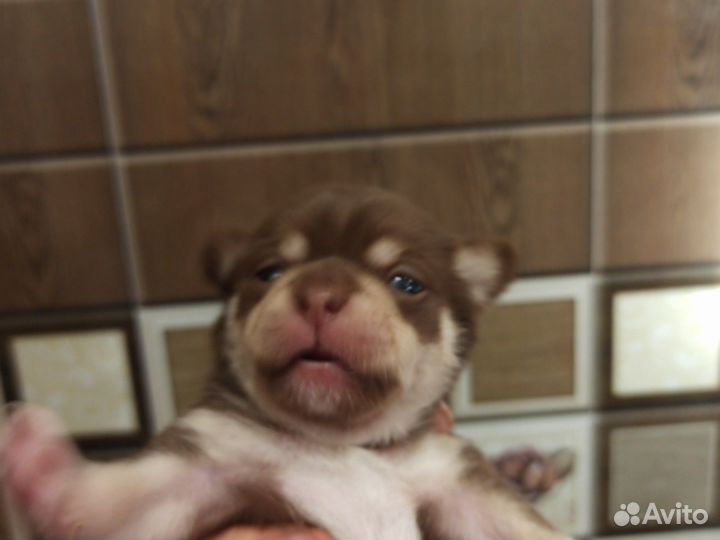 Щенки чихуахуа девочки