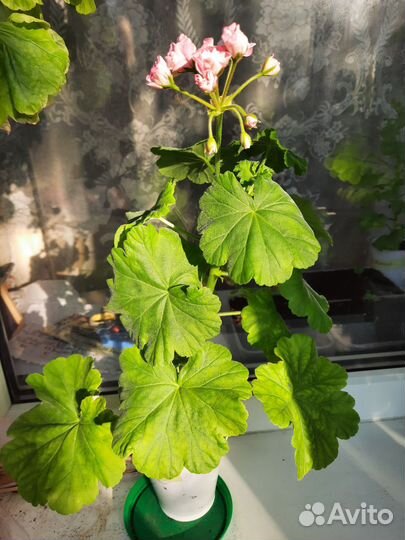Пеларгония розебудная Австралийская Пинк Розебуд