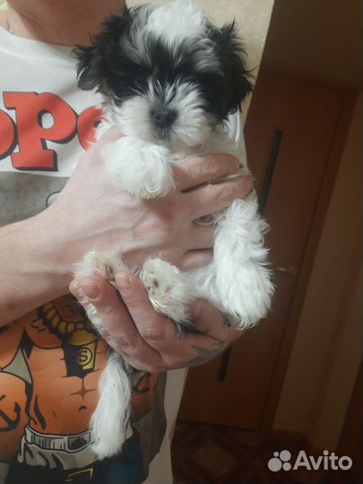 Метис от мальтезе