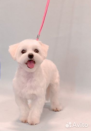 Стрижка собак и кошек на Кошевого