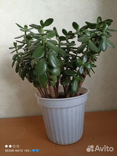 Денежное дерево 