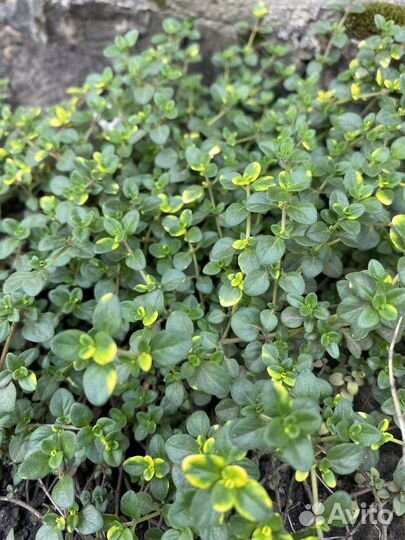 Чабрец (тимьян) ползучий