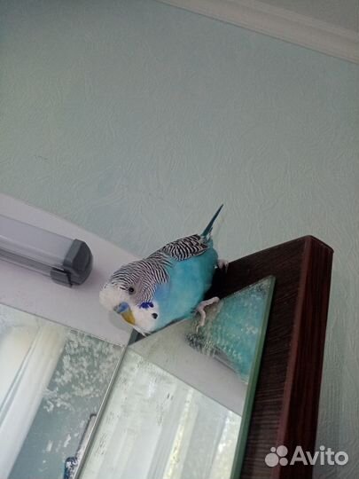 Попугай волнистый