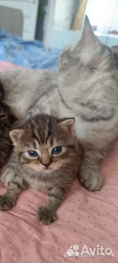 Шотландские вислоухие котята и прямоухие