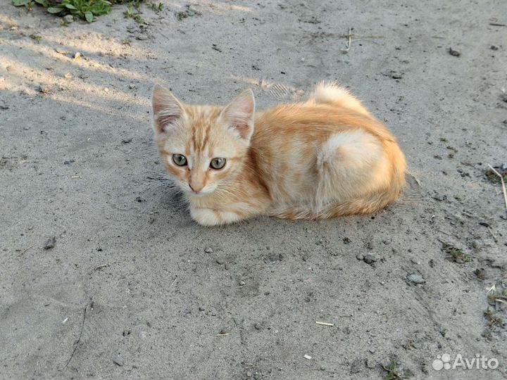 Кошка в дар бесплатно