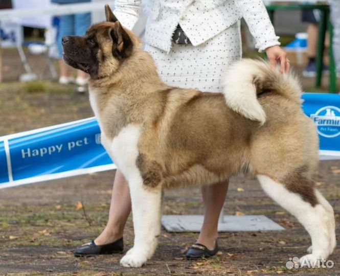 Американская акита вязка