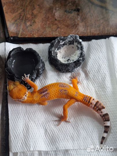 Эублефар с террариумом