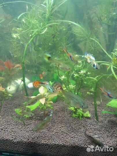 Рыбки гуппи