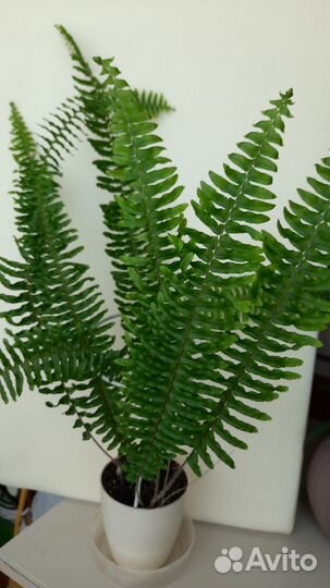 Папоротник комнатный. Нефролепис
