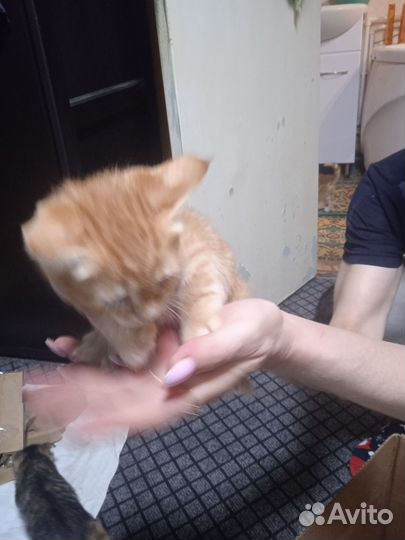 Котята (девочки)