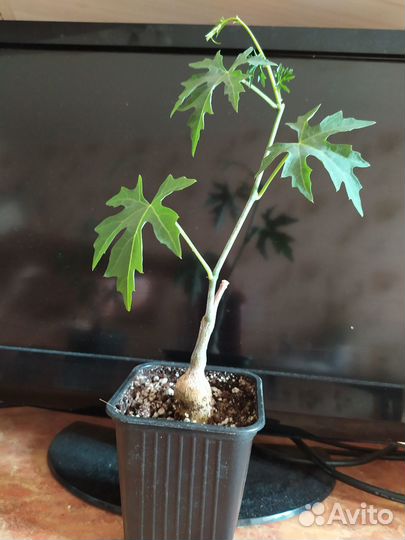 Циссус каудексный