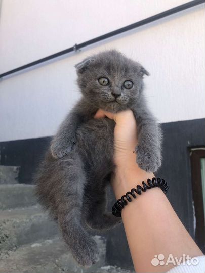 Котята британской кошки