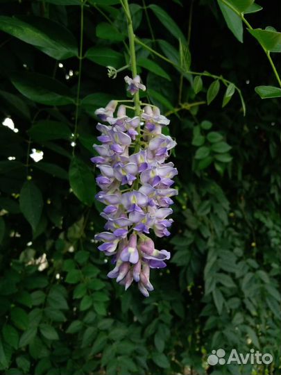 Глициния, саженец