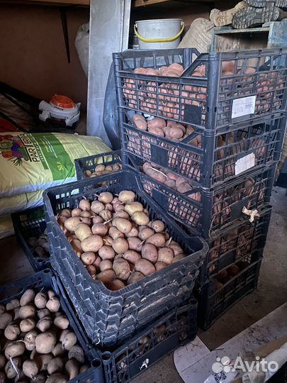 Семенной картофель