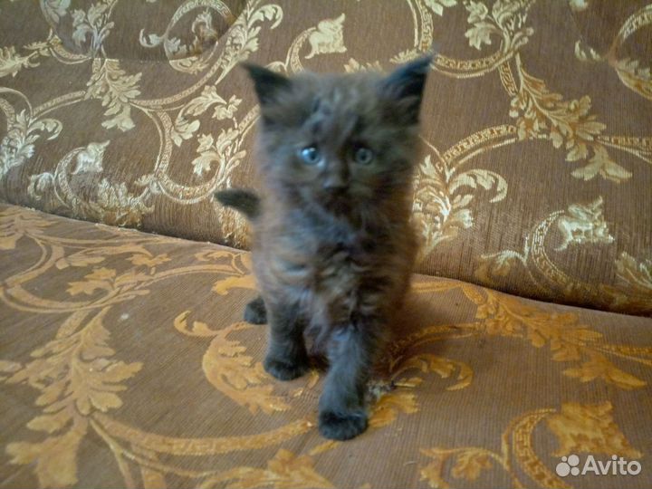 Котята мейн-кун