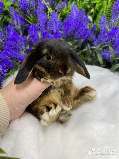 Кролики царские ручные