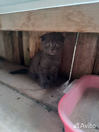 Отдам котят
