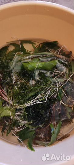 Аквариумные растения