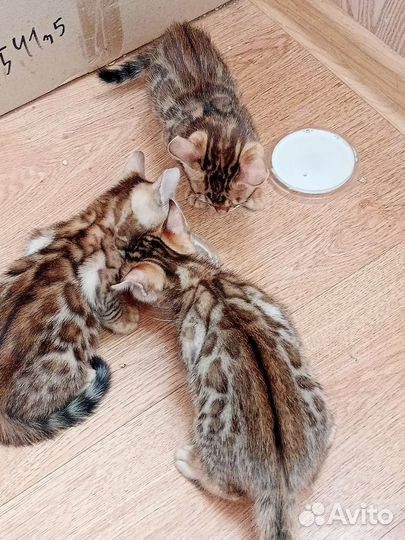 Бенгальские котята
