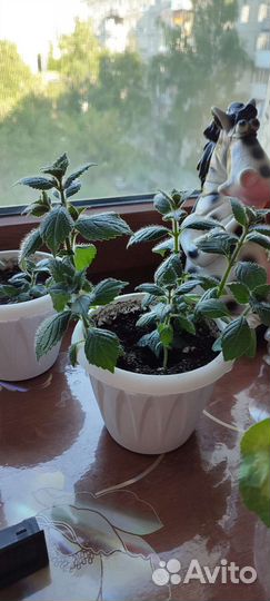 Ахименес жёлтый