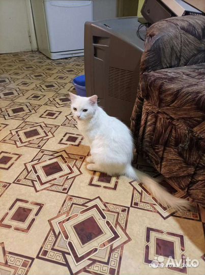 Кошки в добрые руки бесплатно