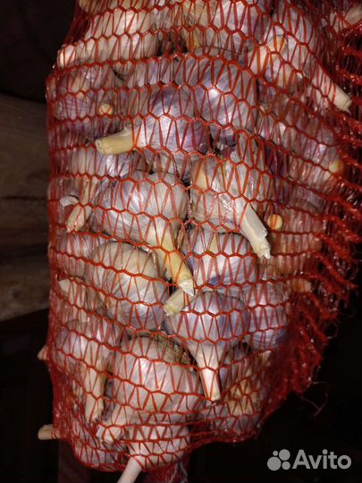 Чеснок озимый, лук-шалот,средне-крупный на посадку