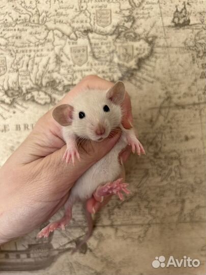 Крысята Дамбо малыши.Крыса