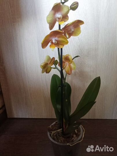 Орхидея фаленопсис