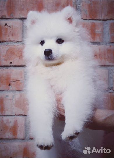 Классные щенки Японский шпиц