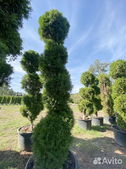 Туя Брабант Чупа-Чупс 0,6 м