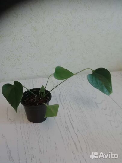 Антуриум красный, Диффенбахия марс