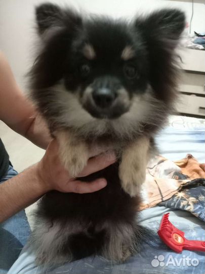 Щенки шпица мини