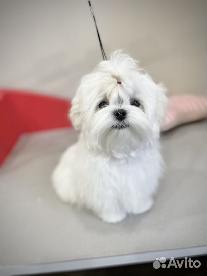Мальтезе мальчик