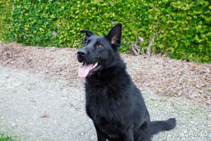 Собаке нужен хозяин и дом