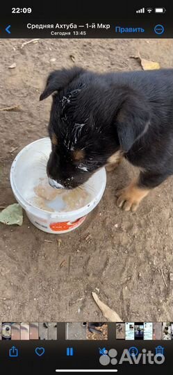 Щенки дворняжки
