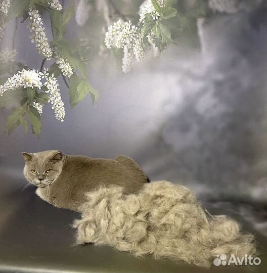 Ищет дом