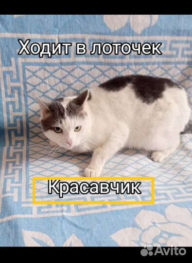 Кошечки и котики привиты