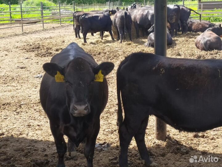 Абердин- Ангусы- Нетели стельные, коровы