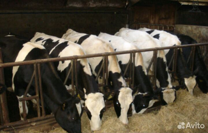 Бычки выпоенные