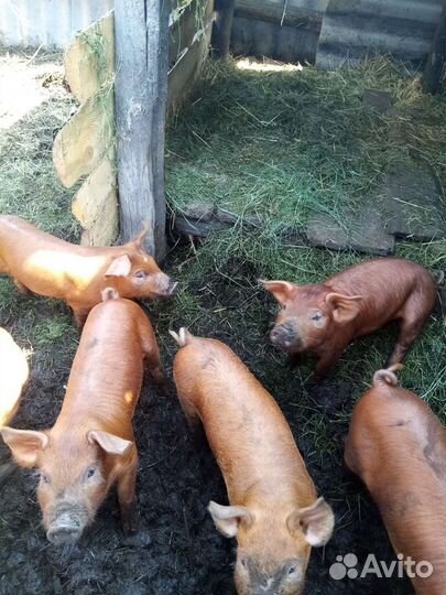 Поросята